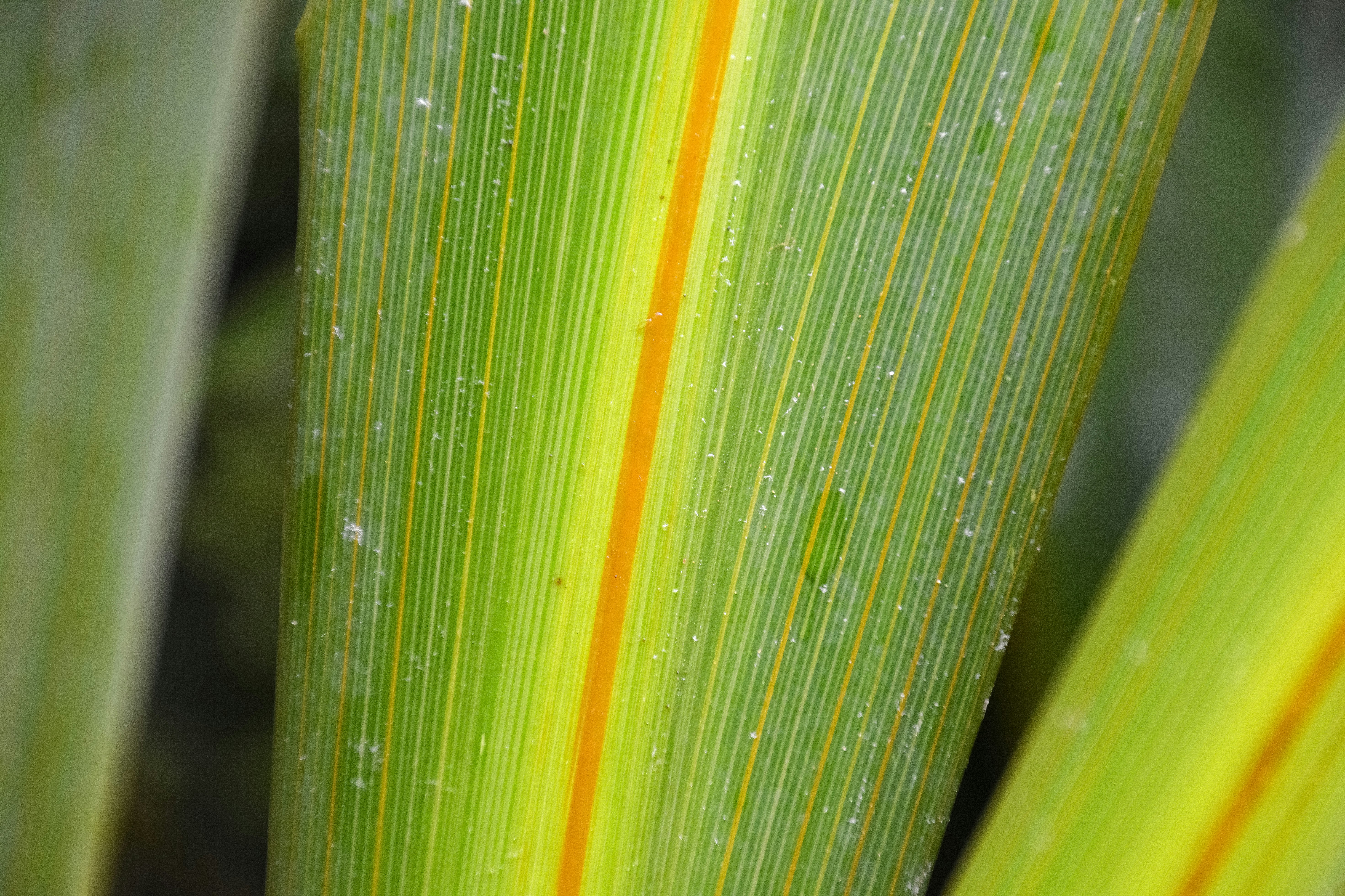 green leaf with water droplets